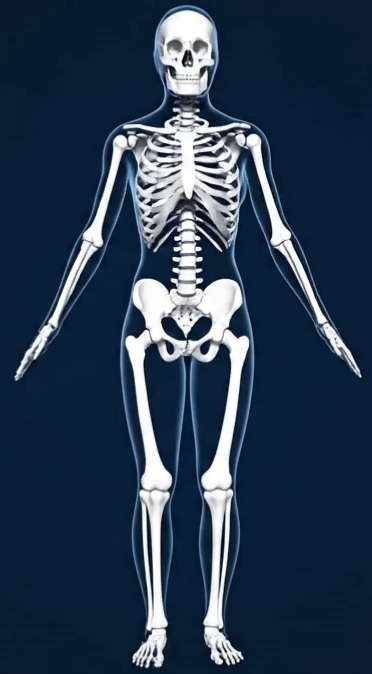 Skeleton